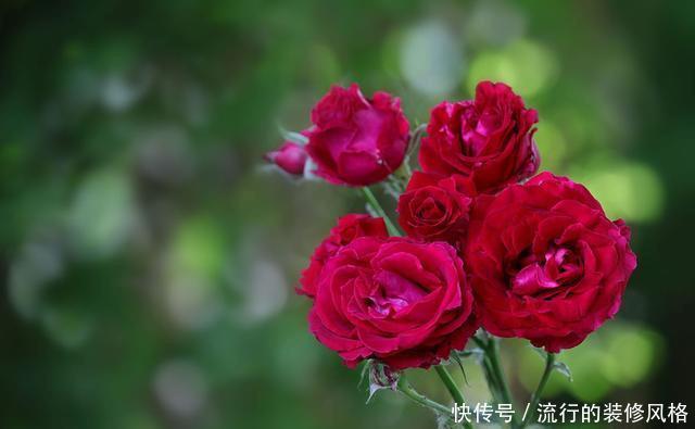  『花无』月季——只道花无十日红，此花无日不春风