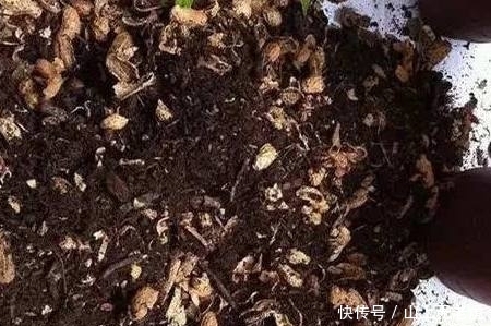 「让君子」君子兰叶片如剑,花开三四次,全靠在盆里扔了“吸水营养肥”!