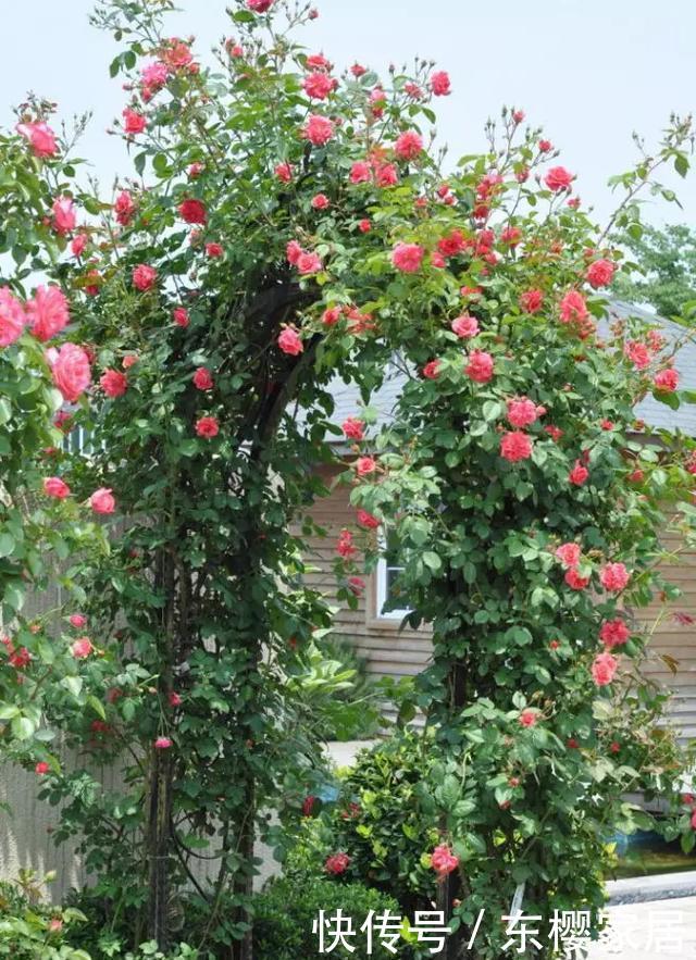 「只养」只养这1种花,就能打造绝美花园和阳台!月季品种和养护要点!