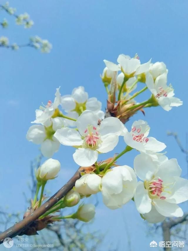 春天来了,说一说描写梨花的诗句?