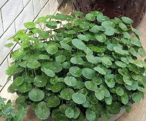  「懒人」6种适合懒人养的花，种上就不用管，比花农网的还好！