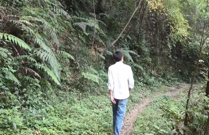 农村小伙到野外山上爬树，就为了采摘这种野果，你吃过没