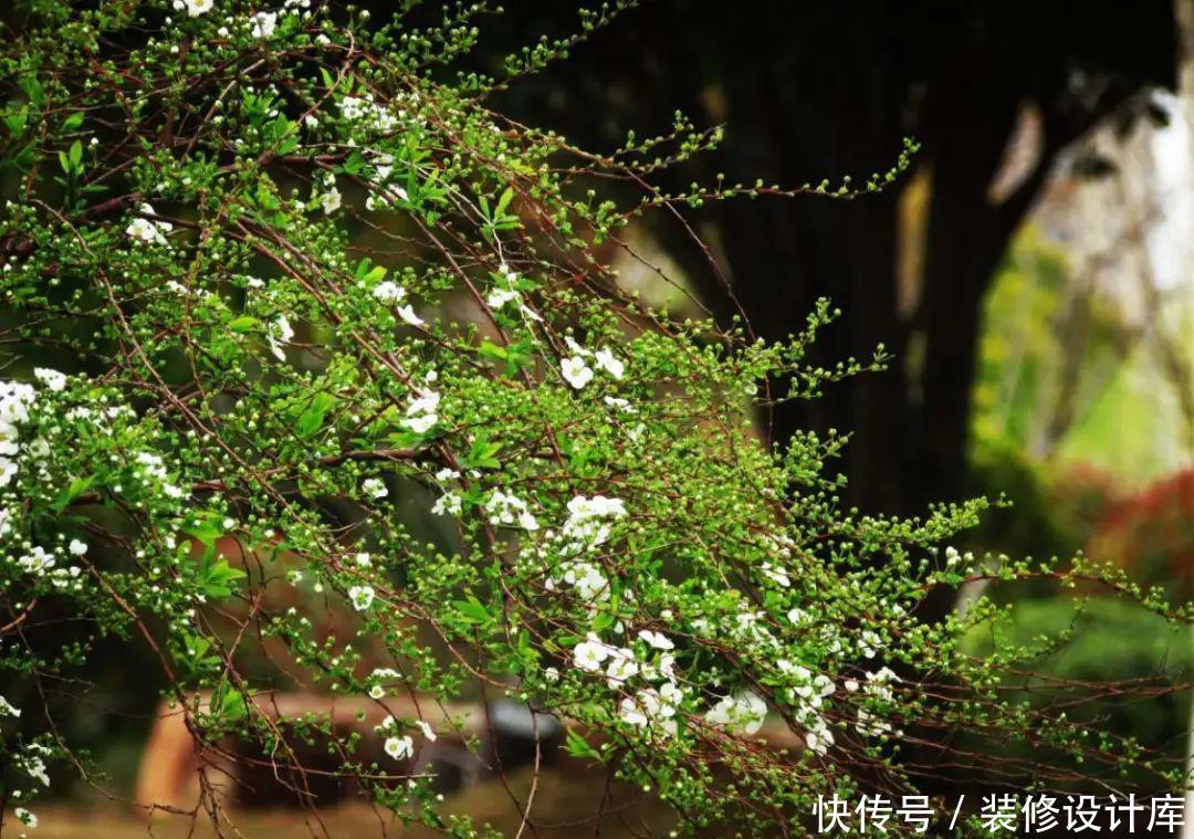 『压弯』喷雪花一开像下雪,花量多到压弯枝,大夏天也能赏雪!