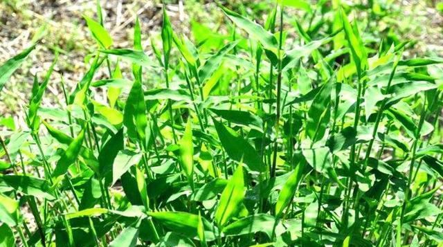  家畜饲养：这是“水龙头凤尾草”，很珍贵，70年代随处可见。 现