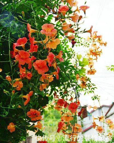  能力|一种花攀爬能力强，名叫凌霄花，现在种一棵轻松养出花墙