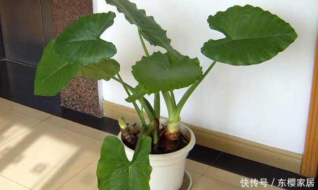不养@这4种花最好少养,甚至不养,为了家人健康,原因要知道