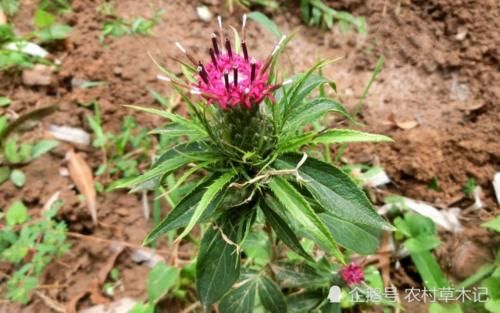 它是野草，但“根”很珍贵，80元一斤，见到请别轻视或除掉