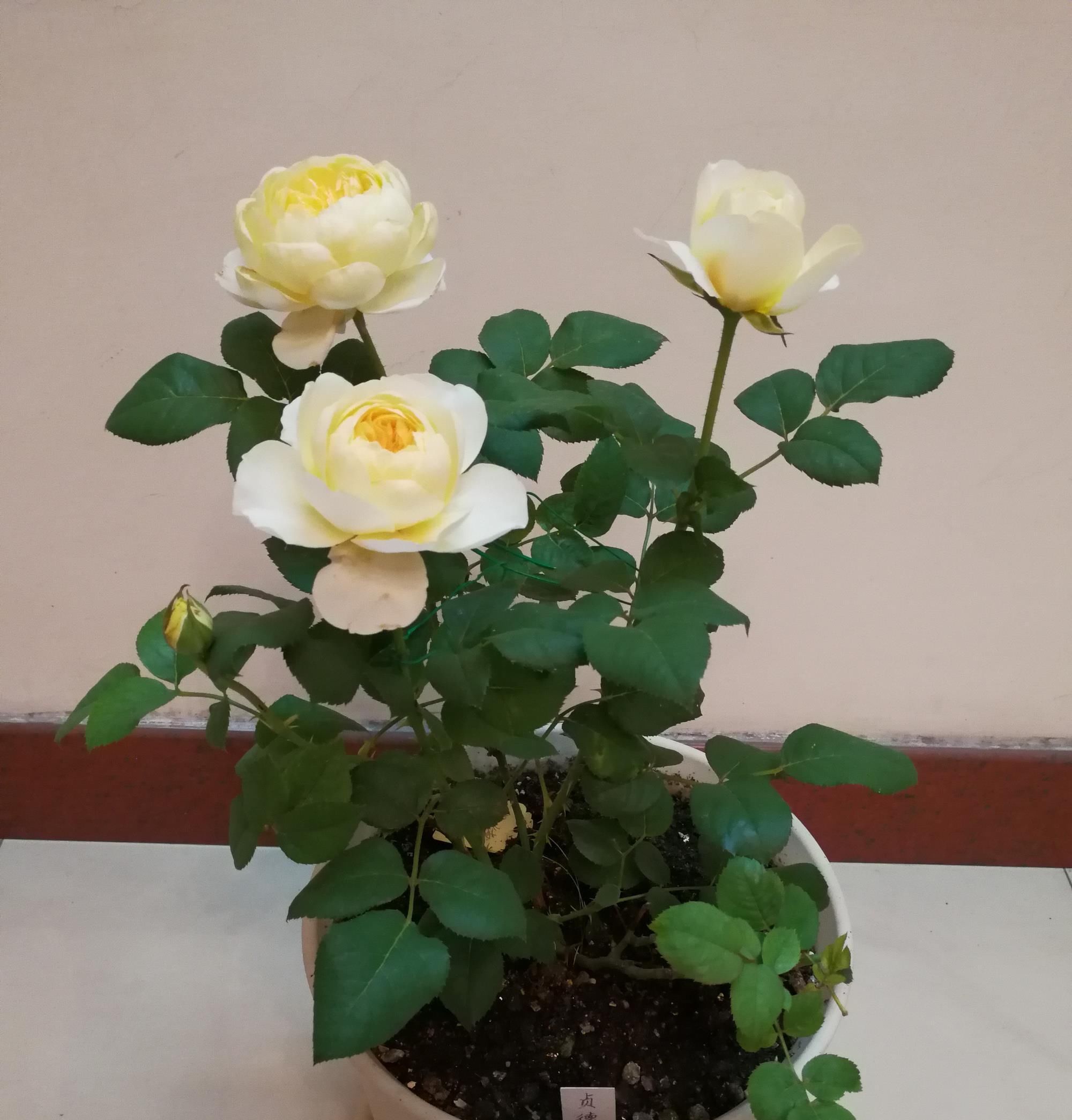 「盆栽」此款木本花卉,周年开花,香气四溢,植株低矮,阳台盆栽也可以!