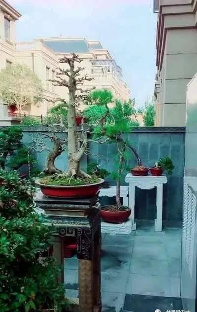 『观赏价值』满满的一庭院盆栽,盆盆全是精典,称得上有钱人标准配置