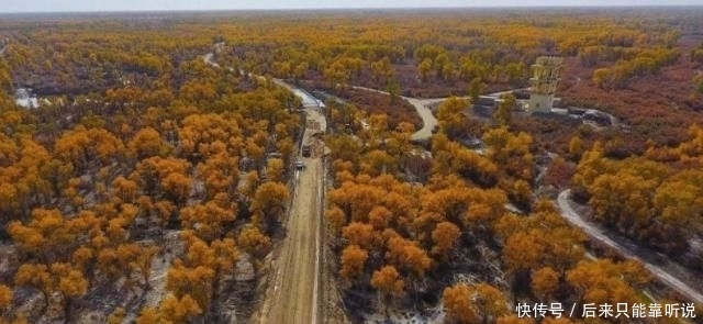  #胡杨林#我国当年在最大沙漠，种植了上亿棵胡杨林，如今怎么样