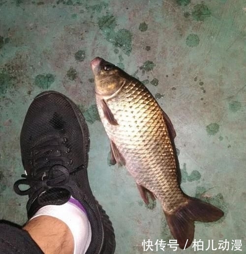  杀生：钓鱼是杀生，放生的鱼不该钓？其实盲目放生比钓鱼更“可恶”