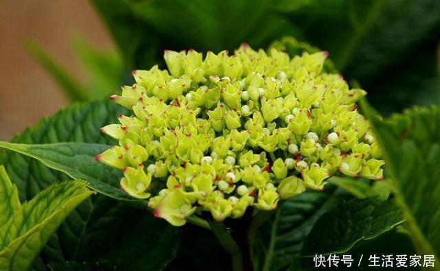  「绣球」绣球枝头上长满了花苞，别高兴得太早，做好几点才能开爆盆