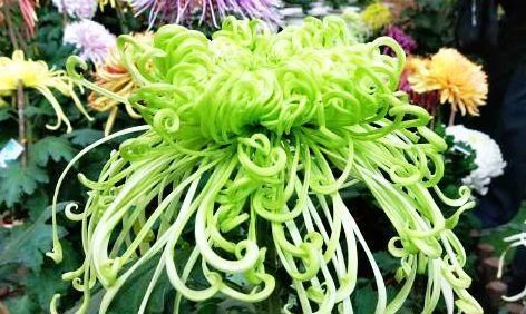  [如丝]此花，花开如丝碧玉，清新淡雅，值得极力推荐！