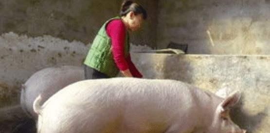  【竞争】有人说三年内将有60%养猪人被淘汰？散养户怎样与规模猪