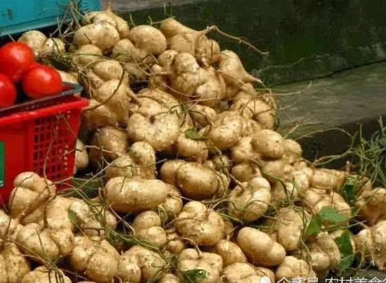 农村地里这种农作物过去没人吃，如今却很值钱，生吃还可以解酒！