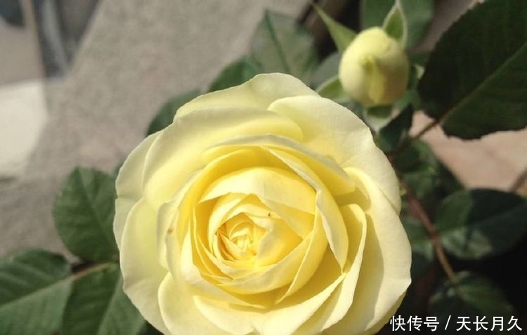 『波斯菊』春天在家养花,就选这几款小花,好养易爆盆,花期一到开成花海