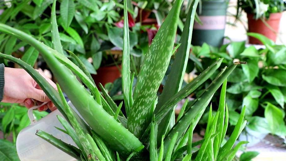  「叶尖」芦荟叶尖干瘪要剪掉吗？芦荟要怎么养护？