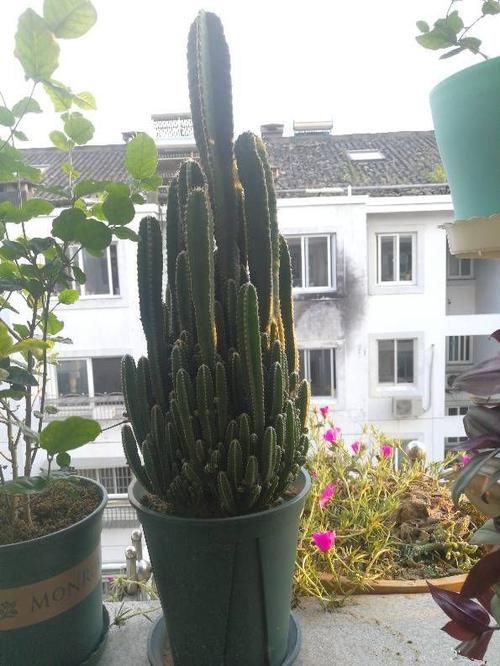  『阳台』阳台养些垂盆植物，开花似瀑布，一簇一簇花朵红颜美丽，绚丽多姿