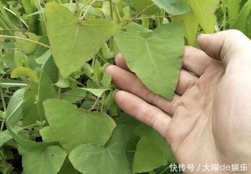 「三角形」路边有“1种野草”奇特,被称为“杠板归”,叶片三角形,珍贵!