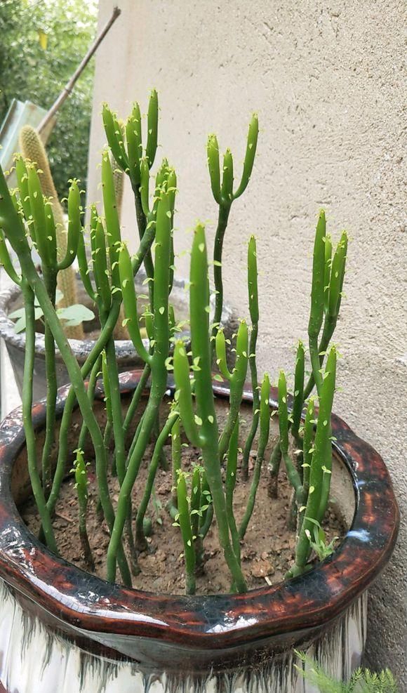  【建议】家里不能养的花，这3类绿植，白送都不要，危害巨大不建议养