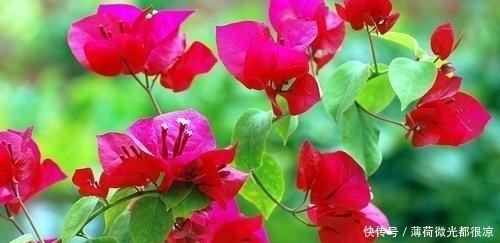  三角梅■三角梅花期长，花色艳丽，深受人们喜爱，养好三角梅你要注意这些