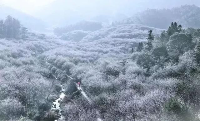 梅花开了!福州赏梅地图新鲜出炉，现在就去!