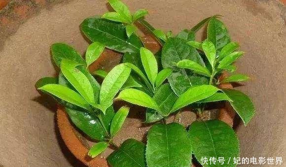  『扦插』3种花叶都“香”的树，家里养一棵，不但香喷喷，还能驱蚊虫！
