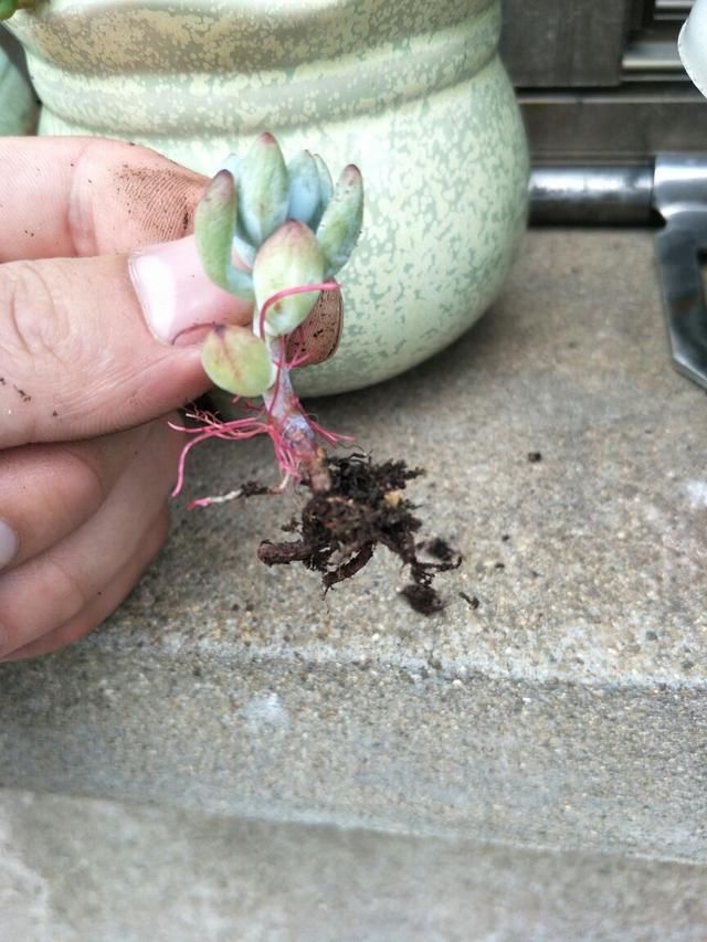  「情况」茎秆上面长胡须，到底剪不剪？分情况处理最好
