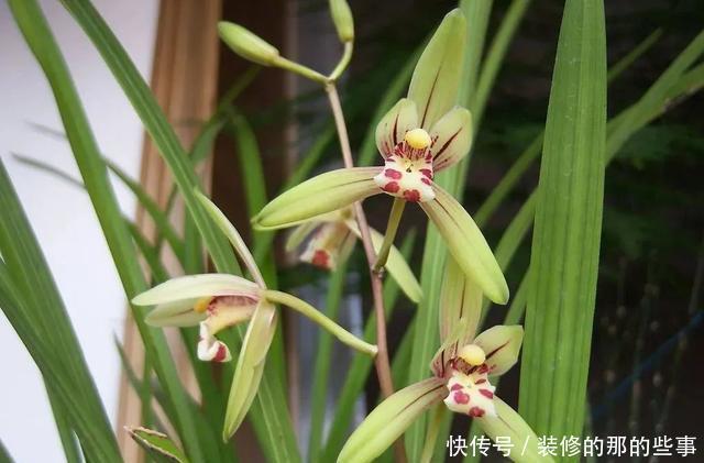 度夏|天热了,养兰花知4点,稳度夏,开花易