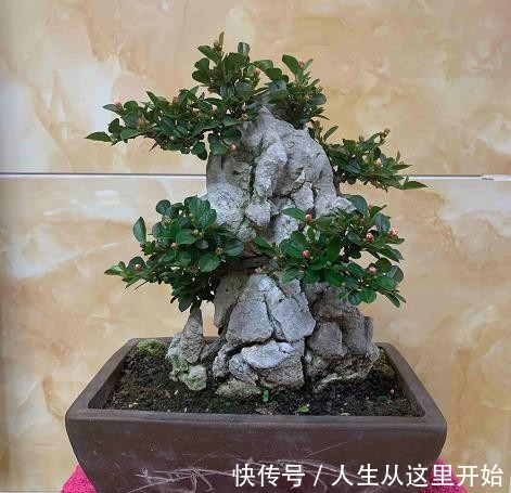 『提高』栒子盆景好,老桩移栽别不知道,这个准则是正道,成活率有效提高