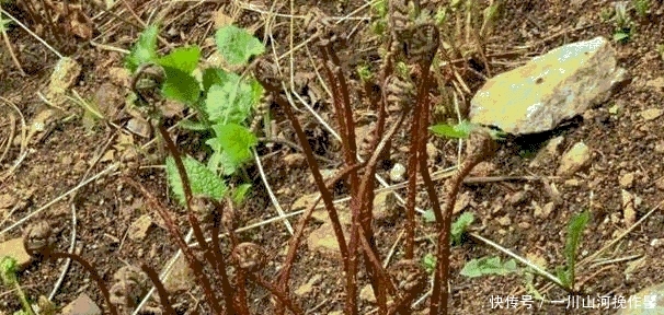 这种植物, 若遇到了，请别“连根拔起”, 当今真的好珍贵
