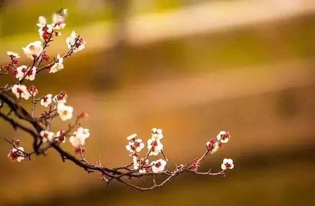  【折花相赠】最暖心的一首春日诗，只有20个字，却浪漫了千年