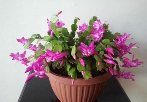  [蟹爪兰]有些植物，这些花，不适合多浇水，越不浇水越开花