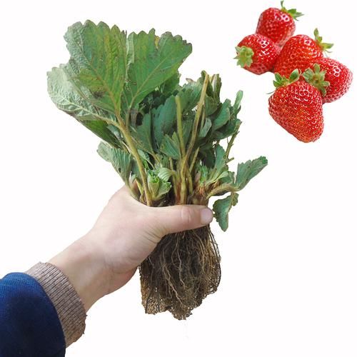  [建议]家里有地别荒芜！建议栽一棵果树，不占地，吃到嘴软