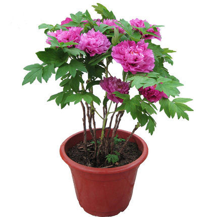  「玫瑰花盆栽」春天家里怎能没有一些好看的花花？这些花花放阳台特好看，超喜欢