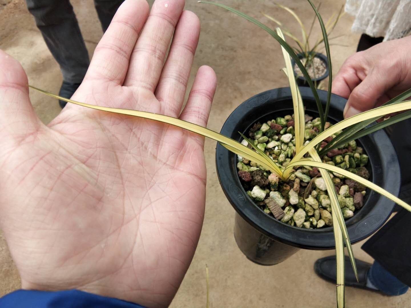 农民寻到的精品兰花，都会拿到这个兰花市场，各种兰花尽收眼底