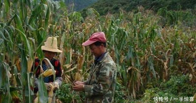 农民在玉米地里套种它，亩产值一万好几，真赚钱了