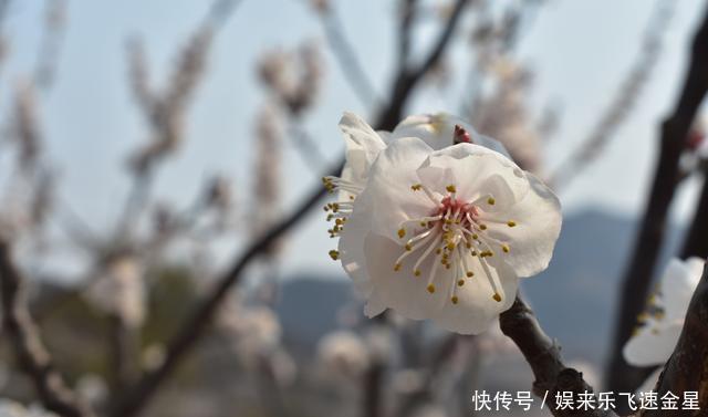  『金州』大连金州大黑山葛条沟，杏花漫山遍野争相开放！