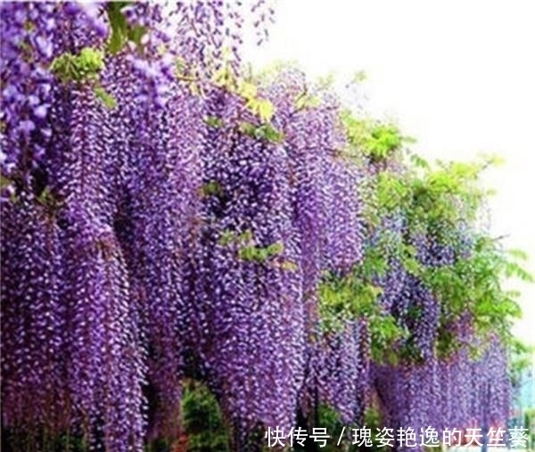 迷人|花期可达200天!花朵漂亮迷人,庭院再小也得种