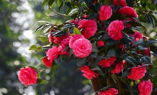  [露养]4种花，再漂亮也别再家养，除非有露养条件，不然白花钱！