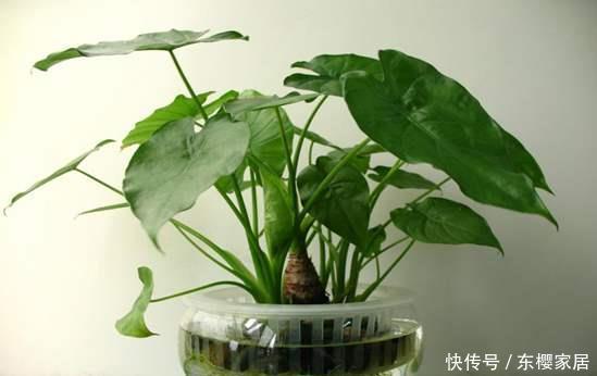  身体：家里有这几种植物赶紧扔掉，对身体有害，再好看也不能养