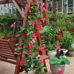  『养护』它的枝条1米长，被称为“飘香藤”，植株的花朵像“喇叭”，美