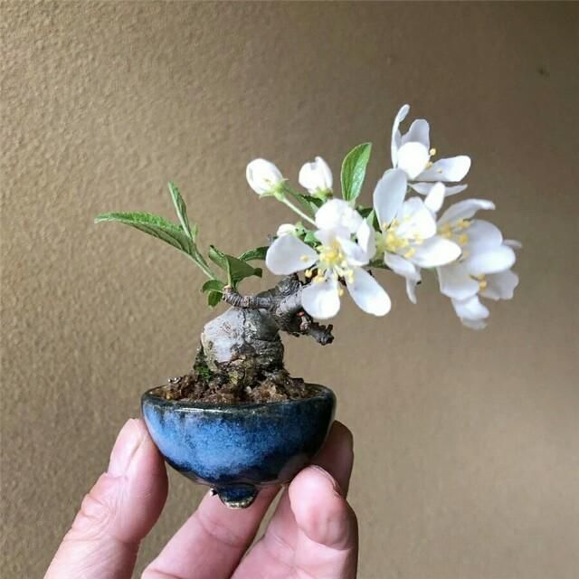 开花■掌上开花，真好看！