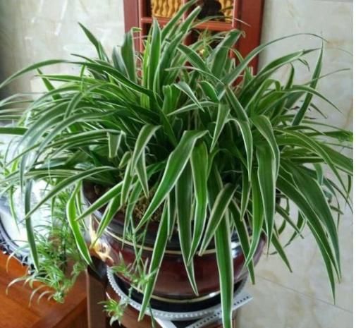  「铜钱草」3种花“越剪越旺”，剪成秃头，一个月大变样，叶子油绿、繁茂！