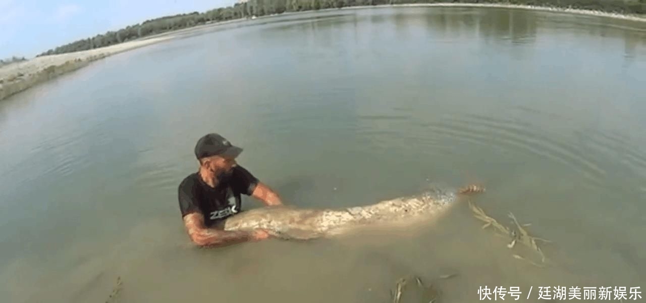  【放生】男子湖中钓起250斤重的巨型塘鲺, 拖起细看后果断放生