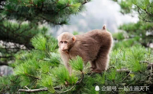 中国10大风景名胜，唯一的名山，号称：天下第一奇山