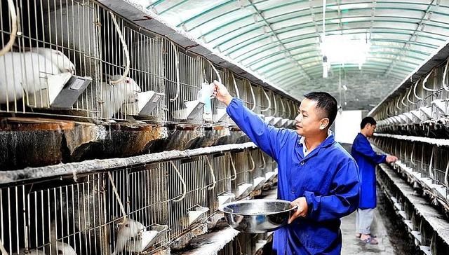  动物：农村一种动物，市场缺口达百分之八十，是农村养殖的好机