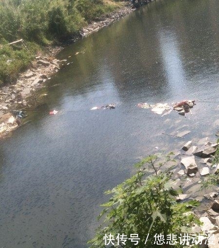  [黑压压]河面黑压压一群，都是罗非鱼，一下午钓几十斤