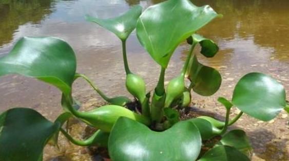  适合|农村这3种植物很适合家庭水中养殖，好看又好养，你养过几种？