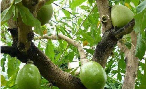 公公种植的西瓜长树上，几米之内无人敢靠近，得知缘由无法淡定